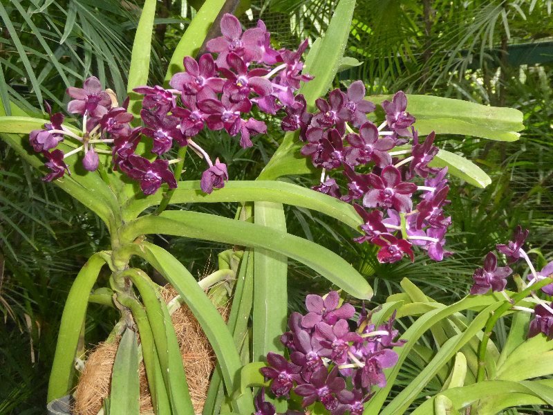 Singapur 2017 598
